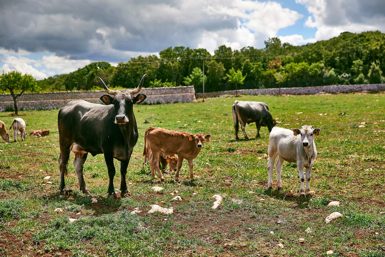 Le mucche di Querceta, pregiate per la migliore burrata della Puglia.