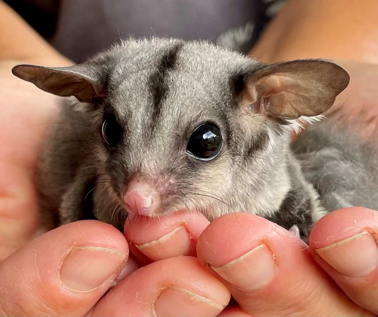Susanne_Scheuter_Sugar_Glider edit.jpg