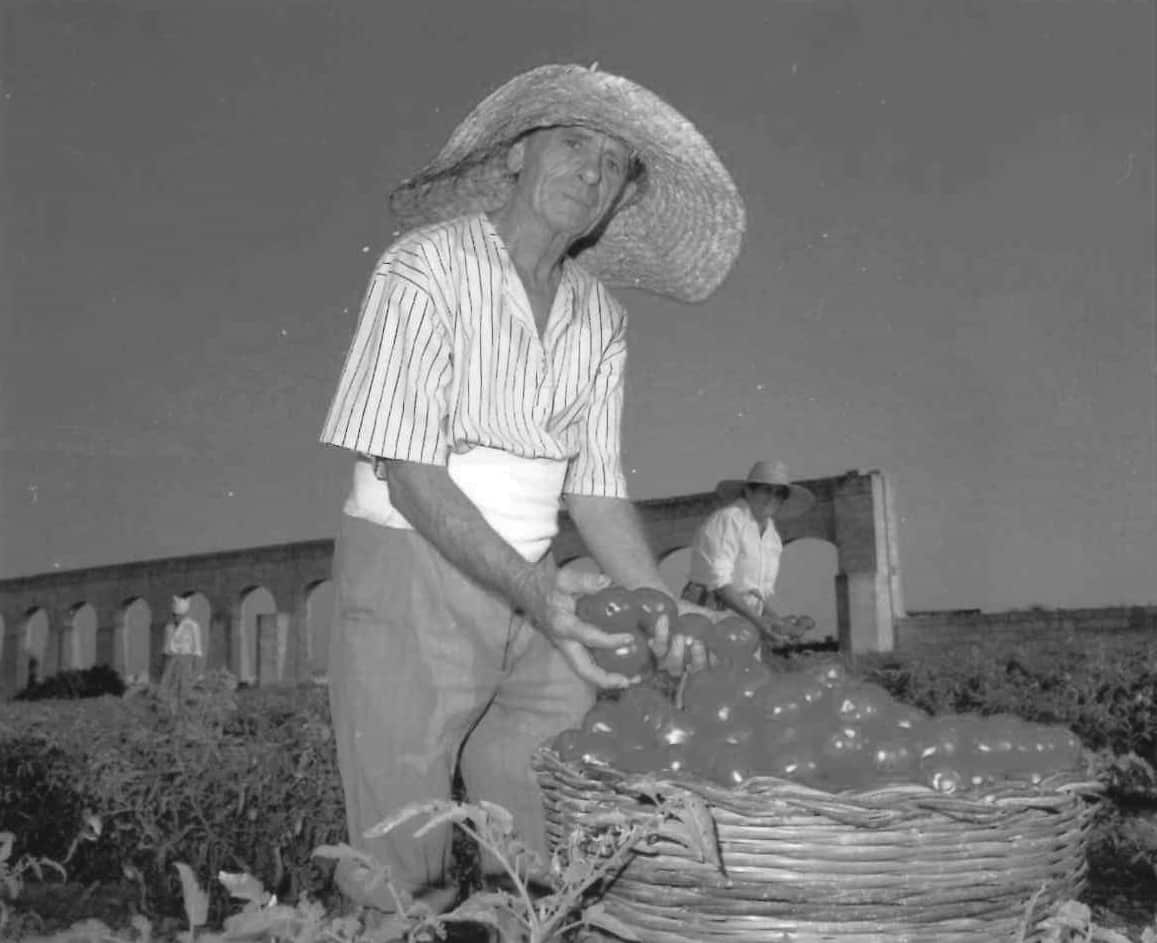 Old farmer picking up tomatoes - by hand.jpg