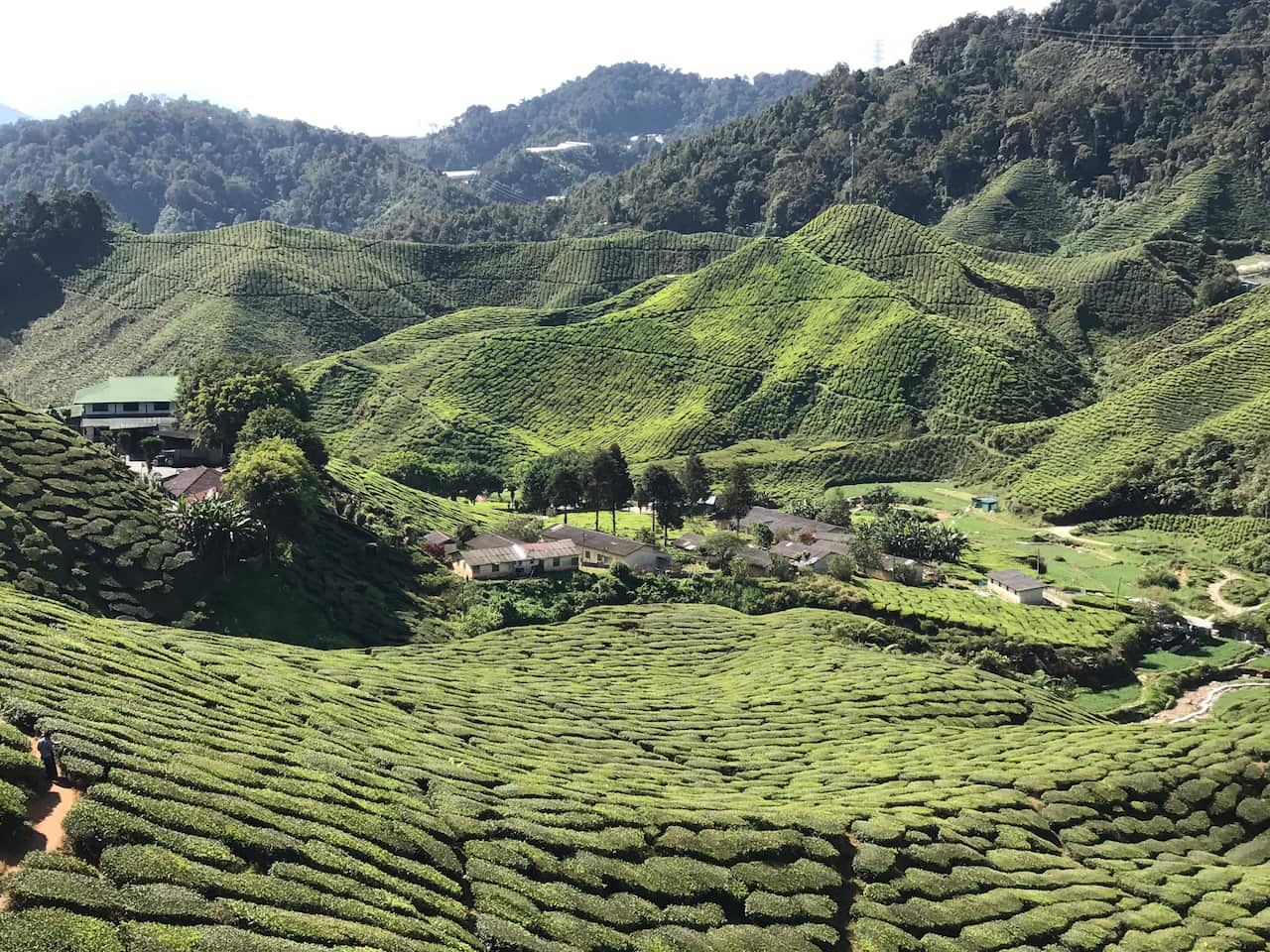 Cameron Highlands tea plantations 