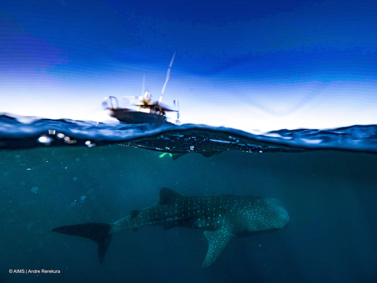 WHALE SHARK RESEARCH
