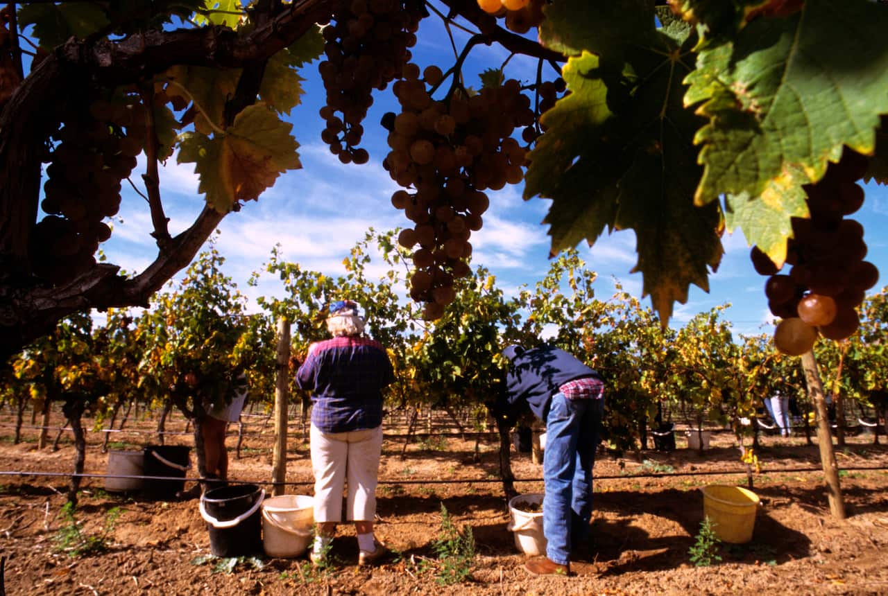 Picking grapes