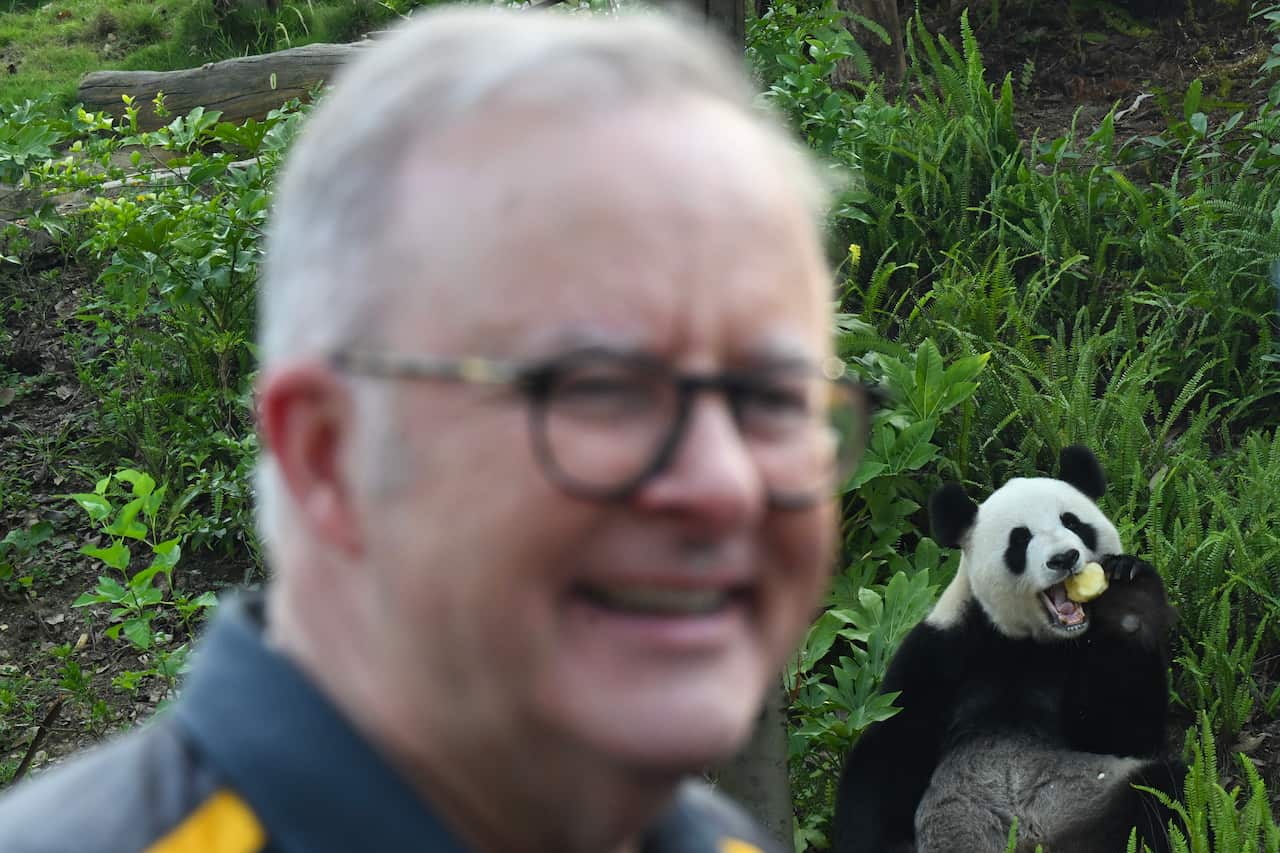 A man wearing glasses smiling in the foreground while a panda eats bamboo in the background