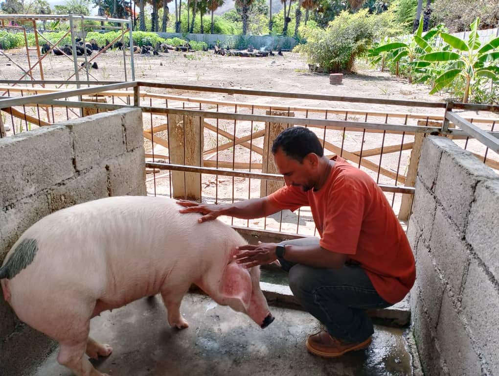 Ismenio ho fahi ne'ebe nia hakiak iha nia rai iha Metinaro