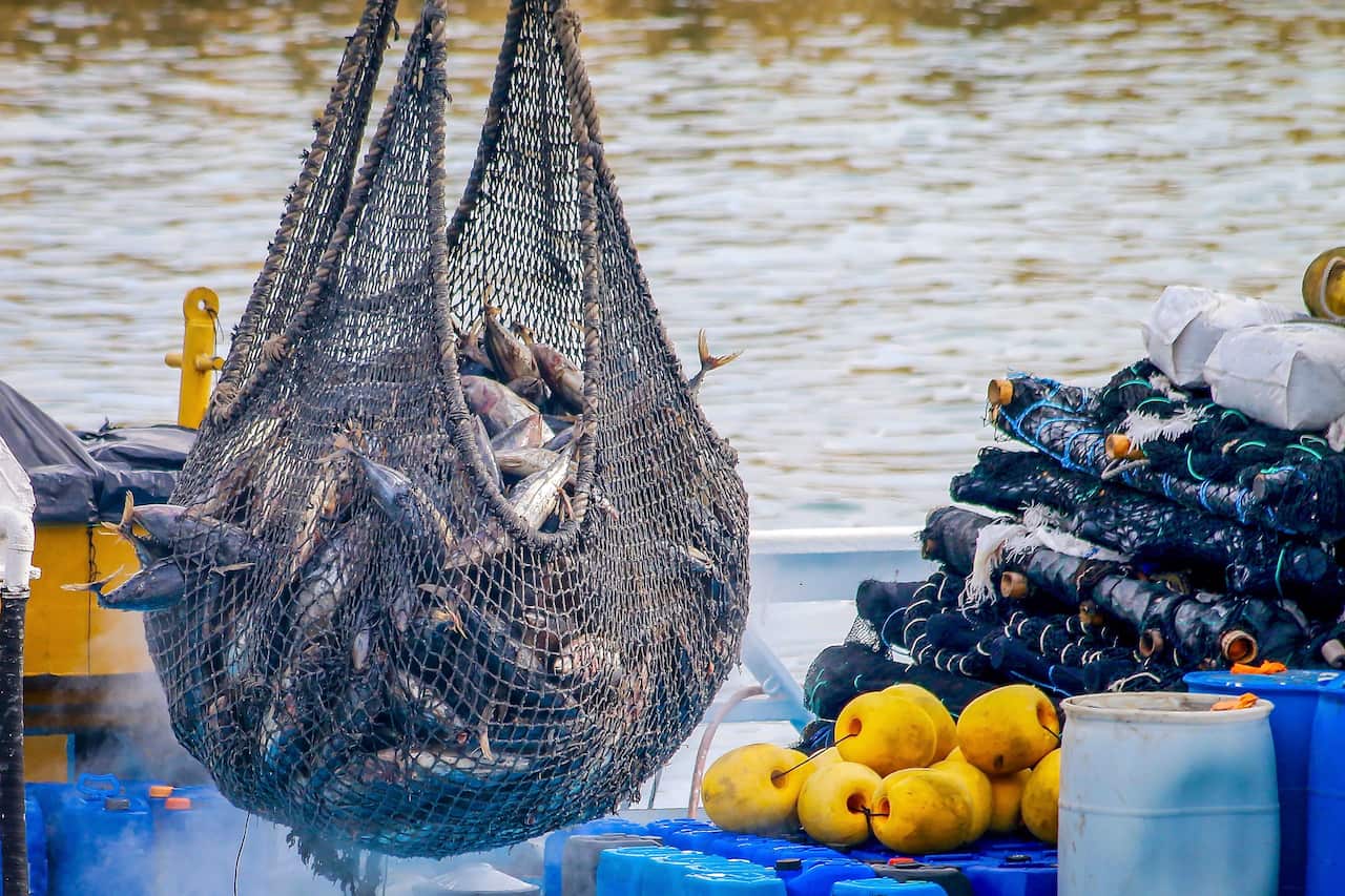 A net on a commercial fishing vessel, full with tuna.