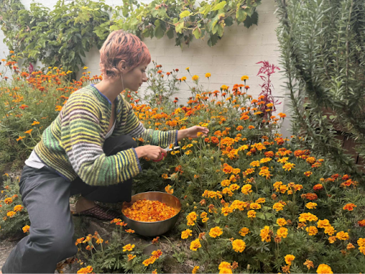 A woman with pink hair wearing a knitted sweater is sitting in a garden cutting marigold flowers.