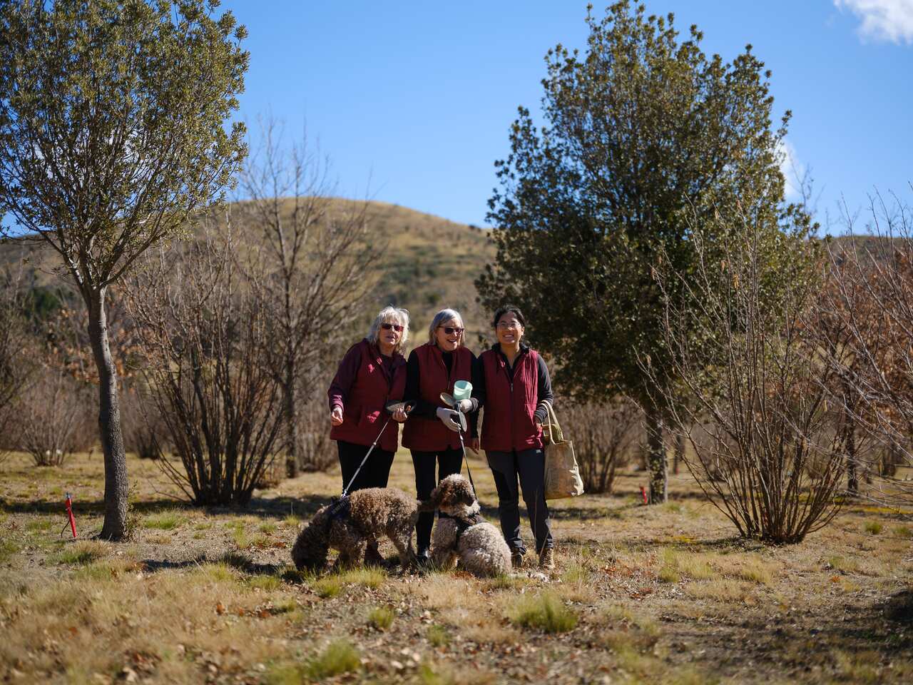 在这片即将告别的澳大利亚土地上，三位独身女性——来自中国、新西兰和英国——在松露的香气中，建立起意想不到的情感联结。