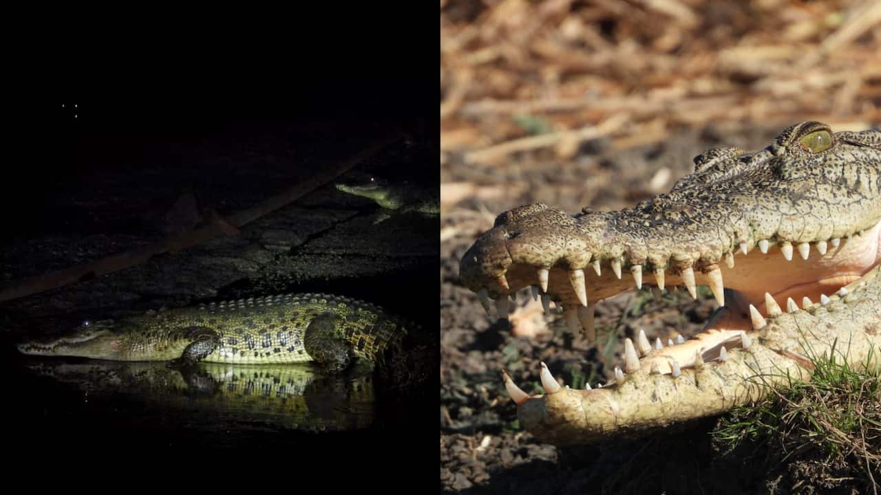 Crocodiles Yusuke Fukuda.png