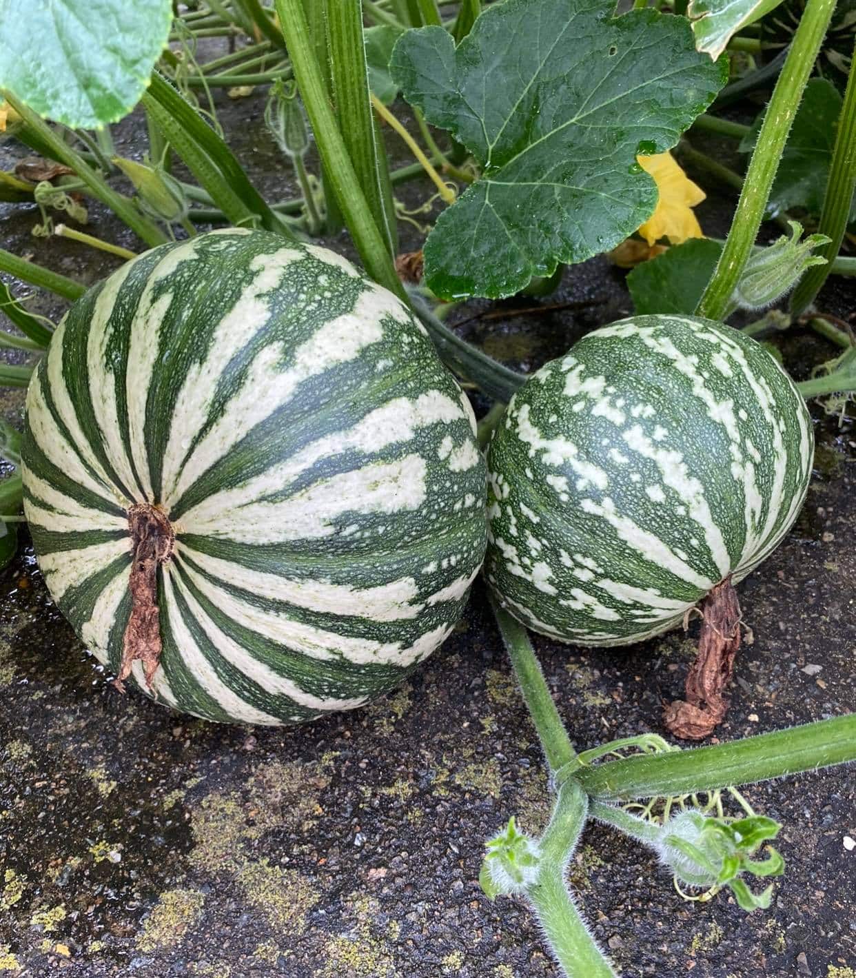 vuon rau Thuy An 14.jpg