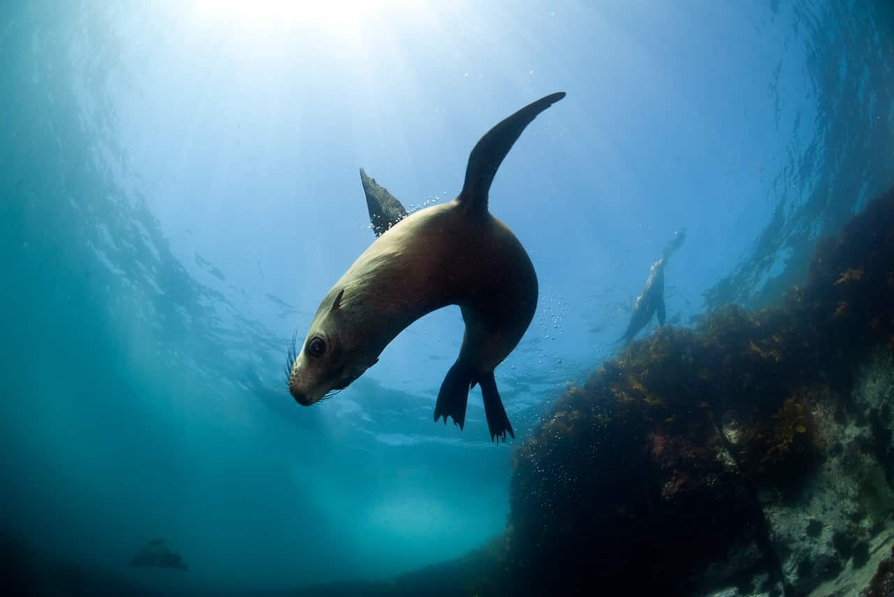 Australian fur seal  with sun burst