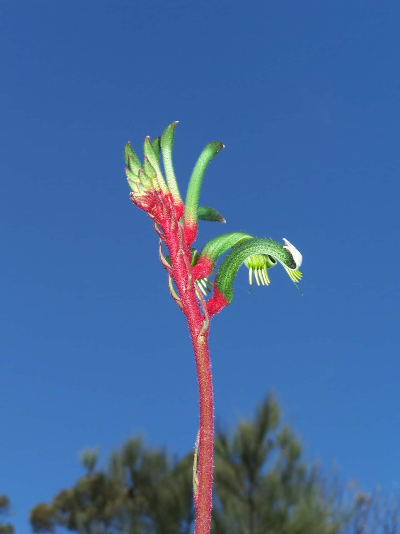 Kangaroo_Paw.jpg