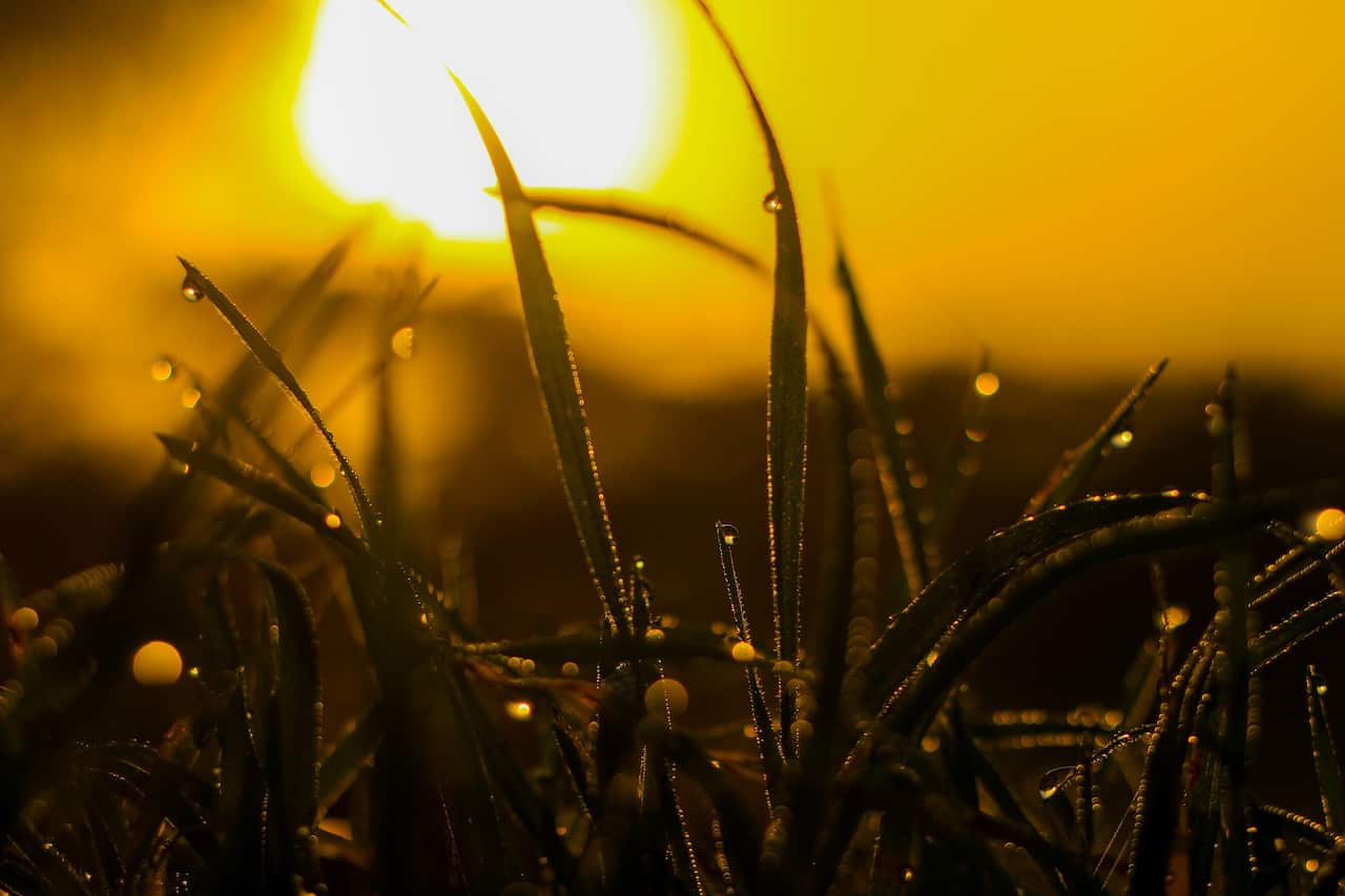 photo-sun-macro photography of grass with water dew-pexels-elias-tigiser.jpg
