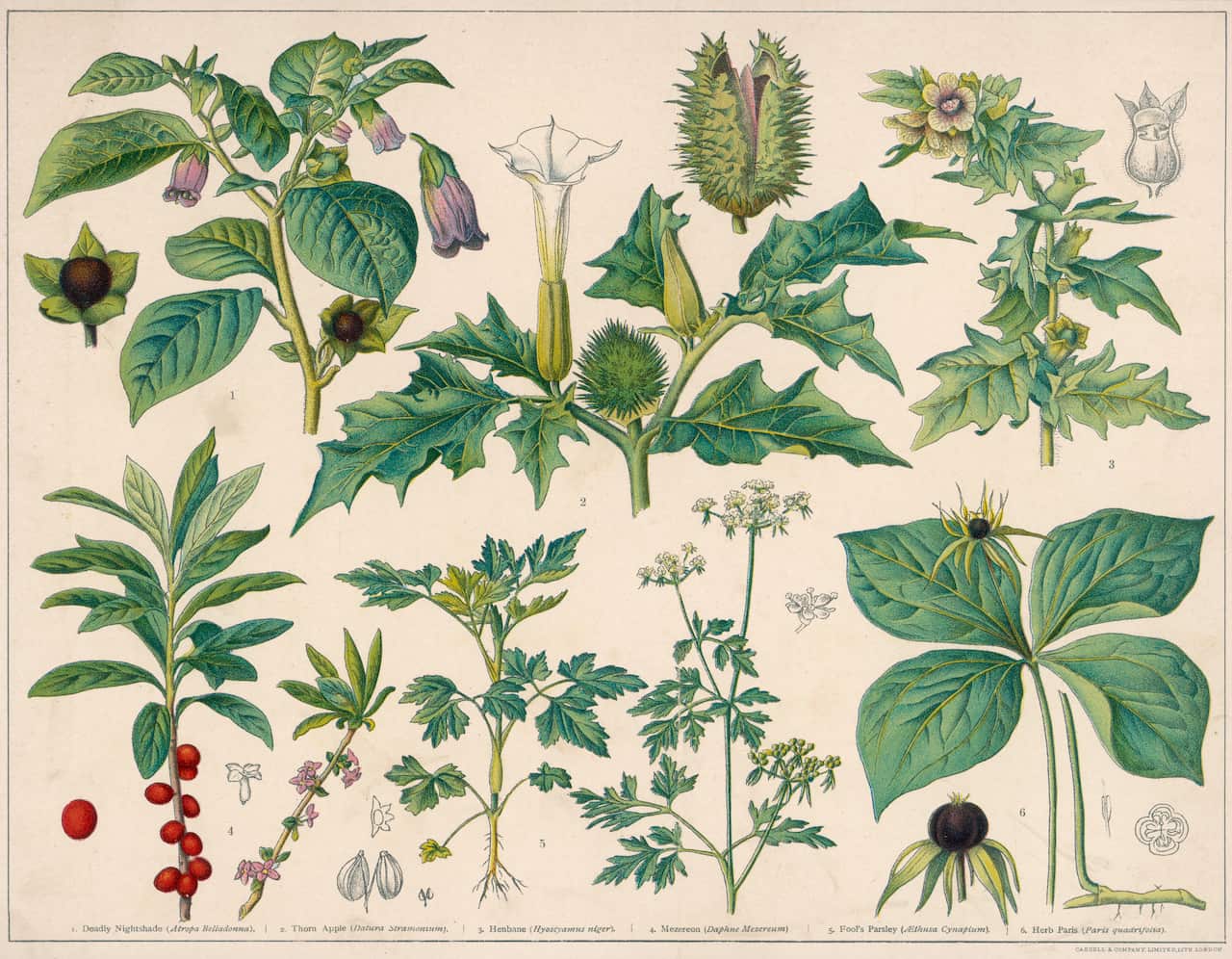POISONOUS PLANTS