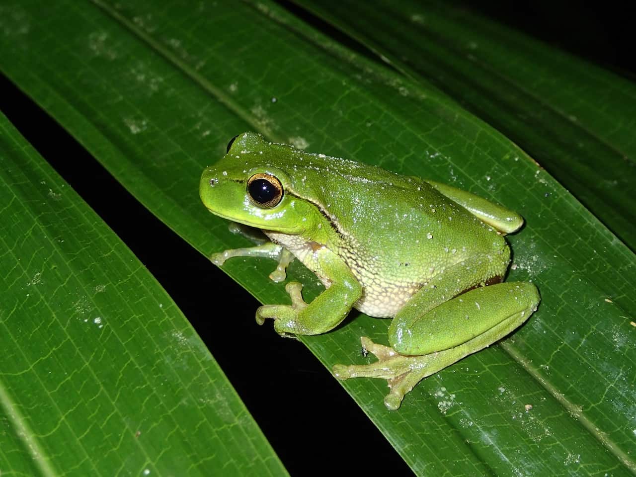 A green frog on a leaf