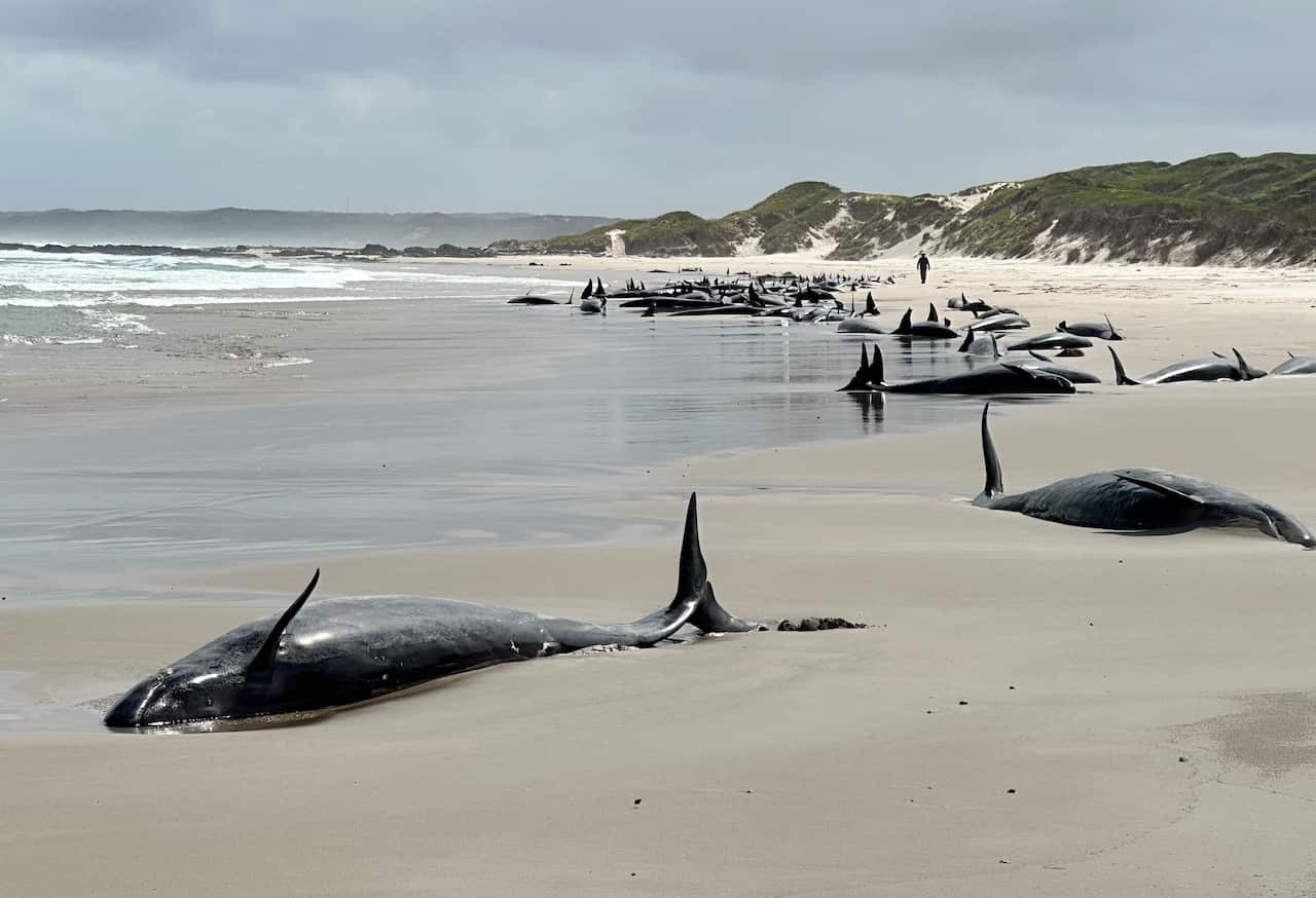 Stranded whales on a beach.