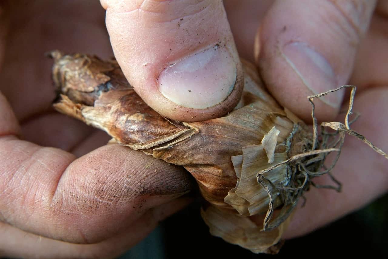 A soft mouldy bulb.jpg