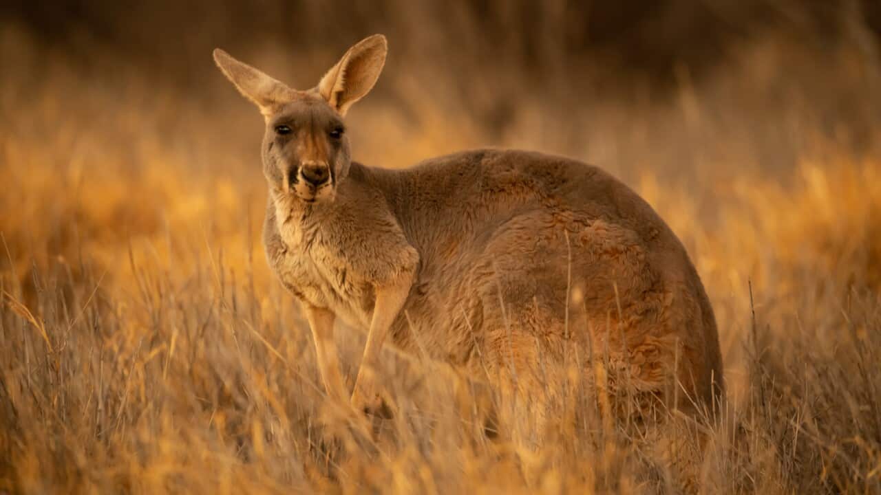 Beautiful native Australian red Kanagroo bathes in the glorious afternoon sunlight