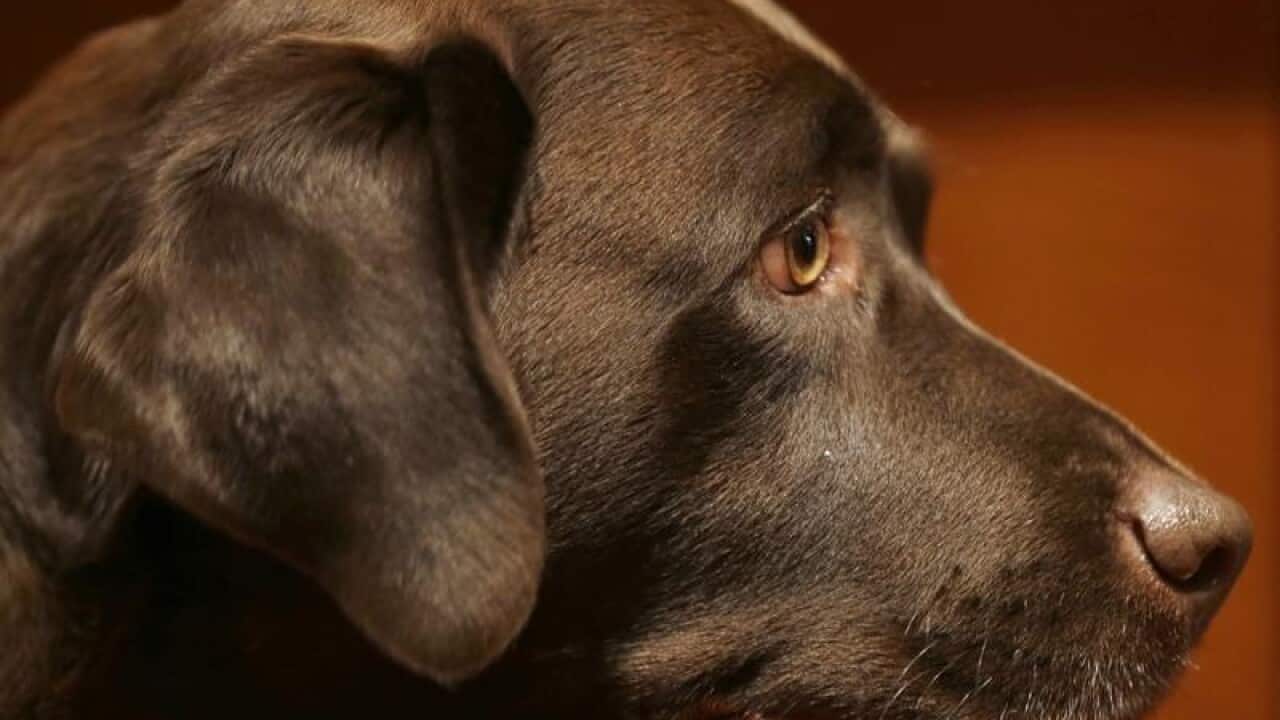 Dog