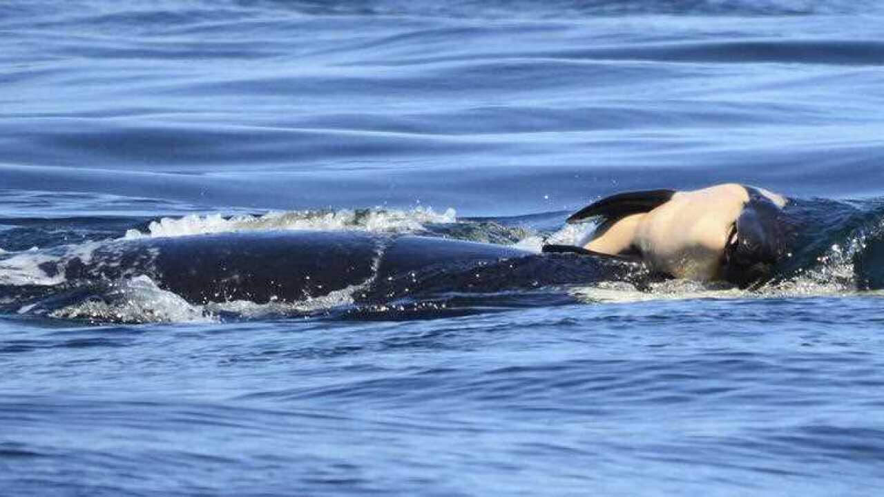 In this file photo taken Tuesday, July 24, 2018, provided by the Center for Whale Research, a baby orca whale is being pushed by her mother.