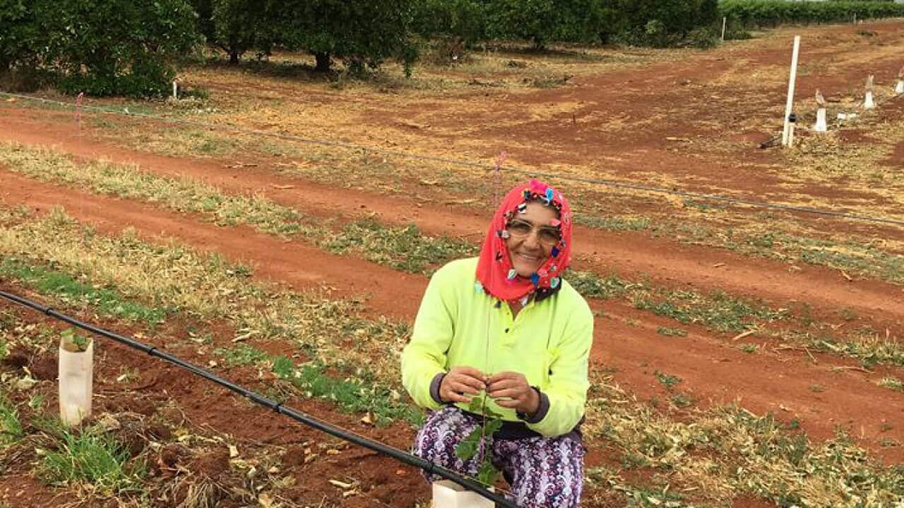 Suzan Kocakahya / Griffith