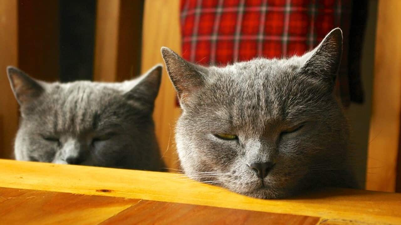 Müdigkeit Tiredness chronic sleep deprivation Chronische Müdigkeit Ruhepausen