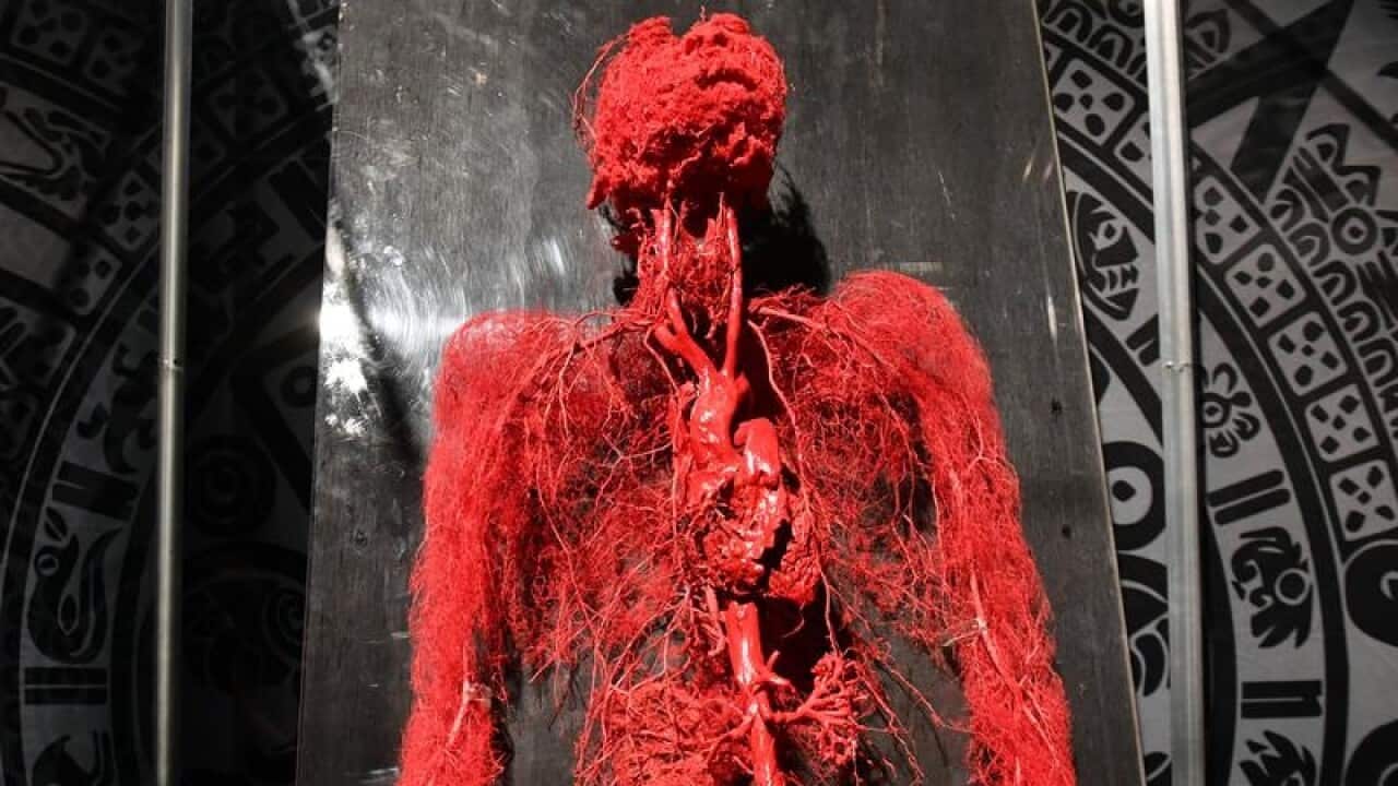 The human circulation system is just one of 200 anatomical specimens on display at Real Bodies.
