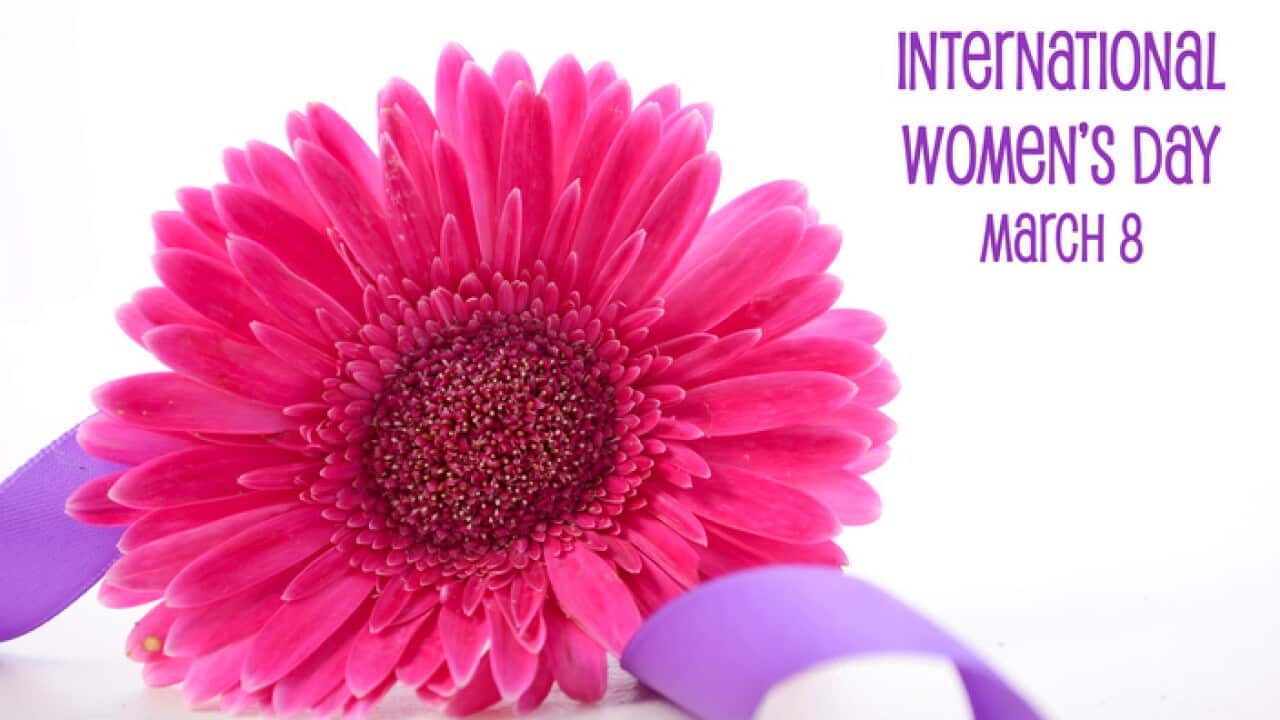 International Women's Day pink gerbera with symbolic purple ribbon