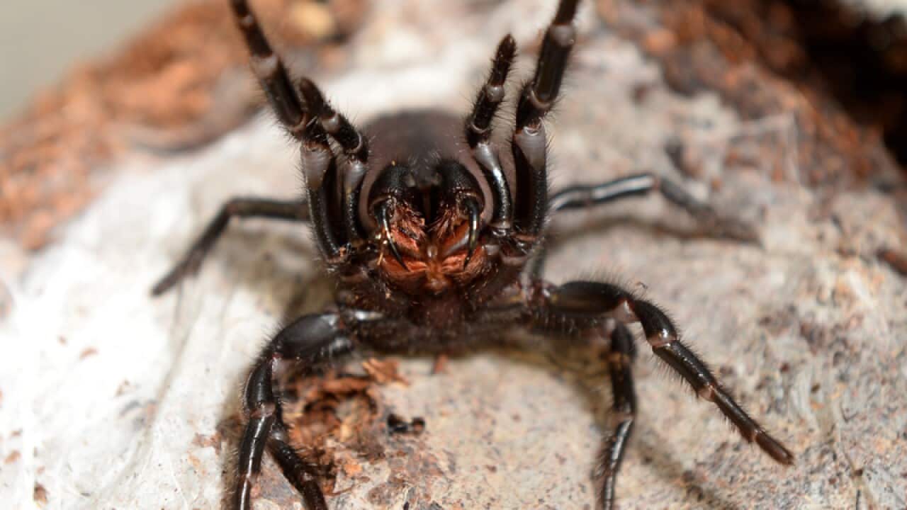 A female funnel-web spider