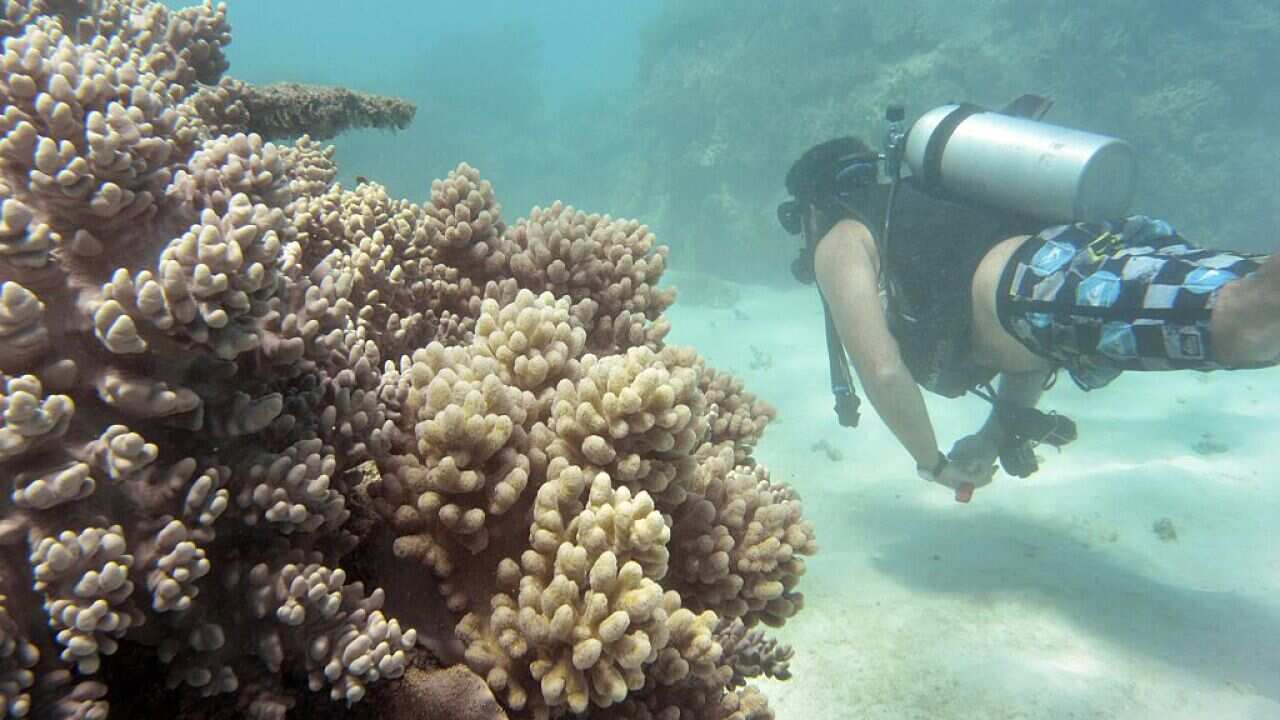 A dive instructor from the Ocean Freedom diving on Australia's Great Barrier Reef on September 22, 2014