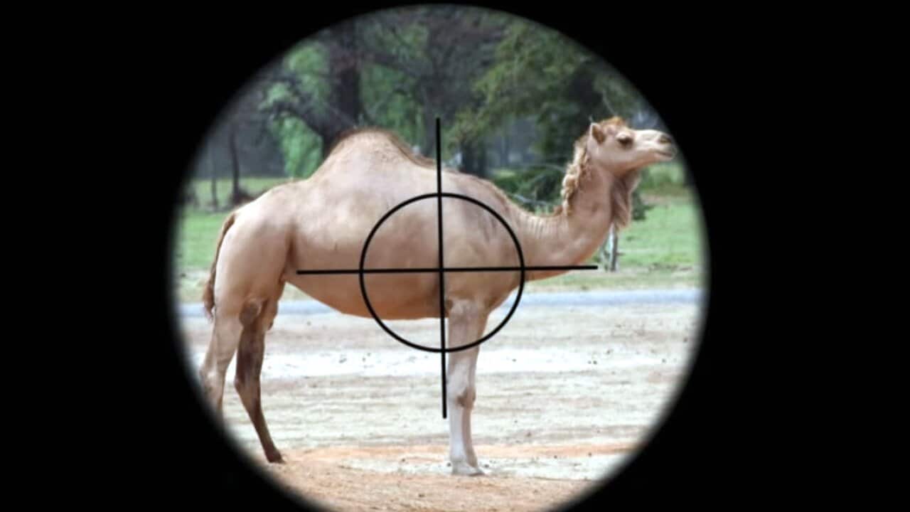 Australia to cull thousands of camels to ease drought affects