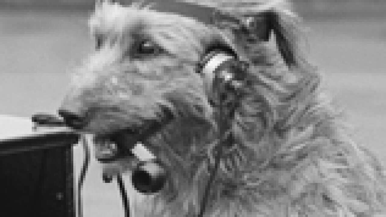 Dog_headphones_110802_s_getty_2032623220
