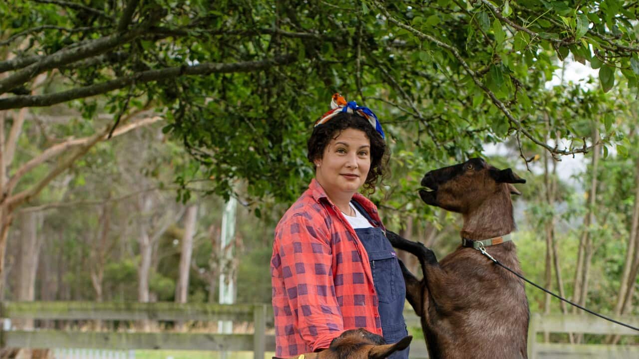 Analiese Gregory with her goats in Tasmania, on set of A Girls Guide to Hunting, Fishing and Wild Cooking Season 2