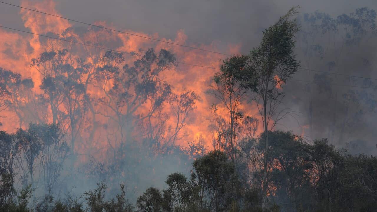 NSW BUSHFIRES