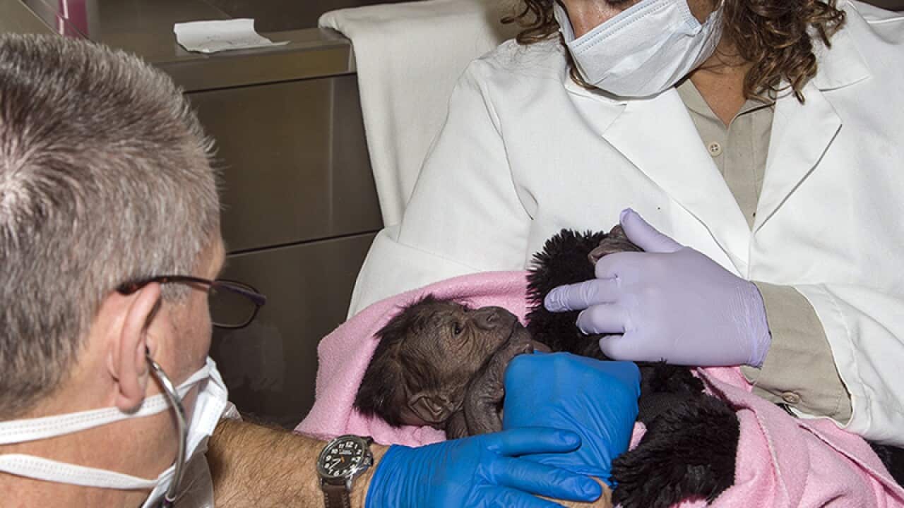 A one-day-old baby girl gorilla.