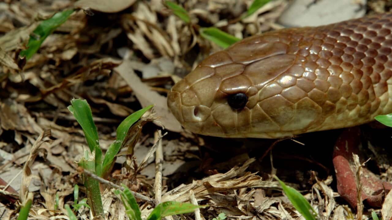 snakes.jpg