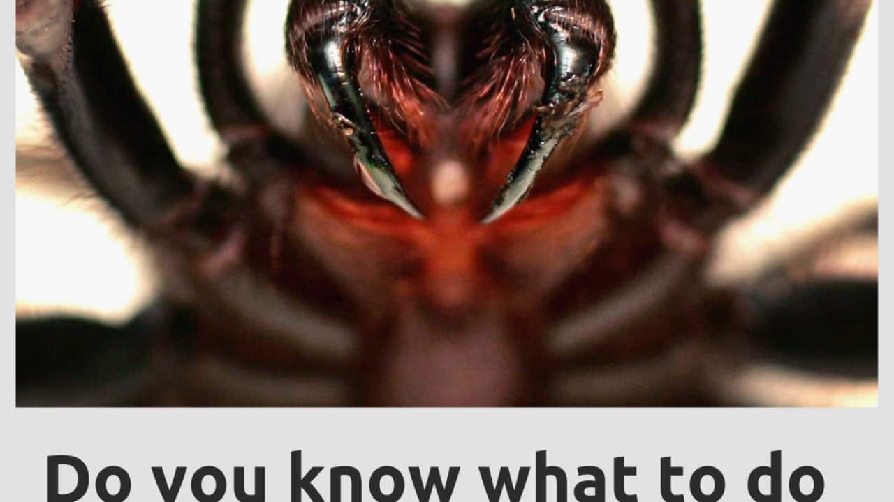 Spider SG photo post -SBS.png