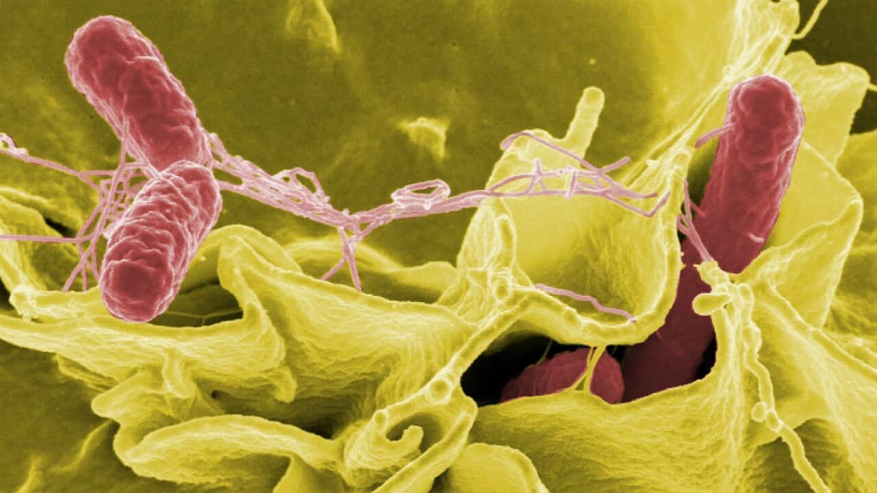 Salmonella Bacteria