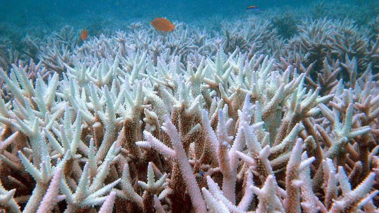 Fish swim amongst bleached coral near the Keppel Islands in the Great Barrier Reef .
