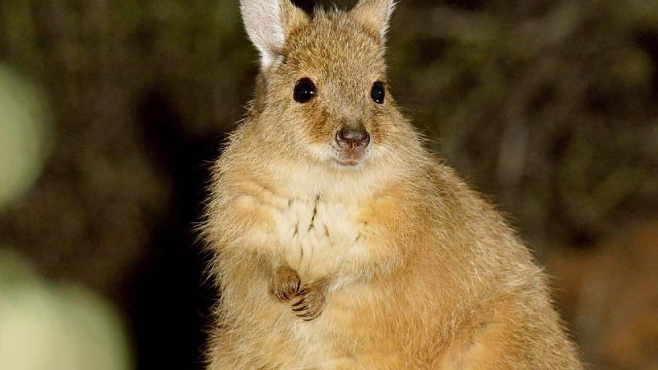 Rufous hare-wallaby mother and joey.