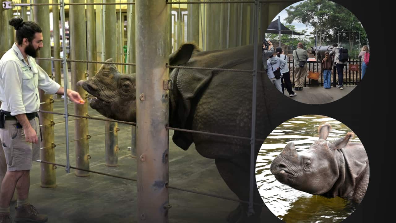 Hari is settling into his new home, where his keepers carefully look after everything from his diet to his skin care.