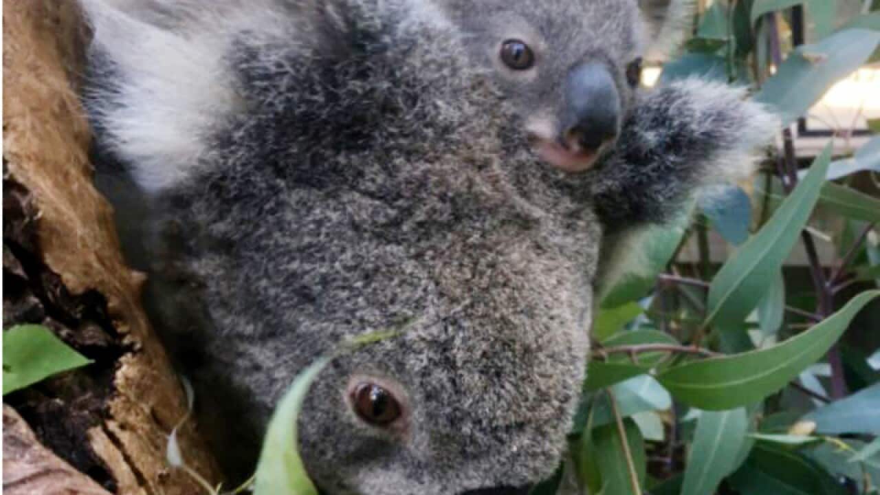 The yet-to-be-named koala joey with its mother 'Mia'
