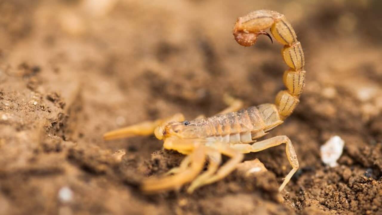 yellow scorpion