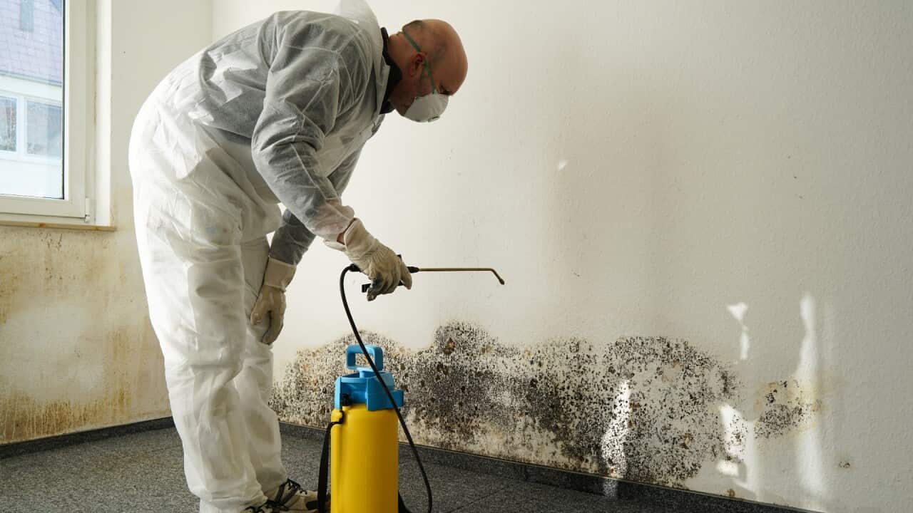 The task of clearing mould is best left to the professionals.