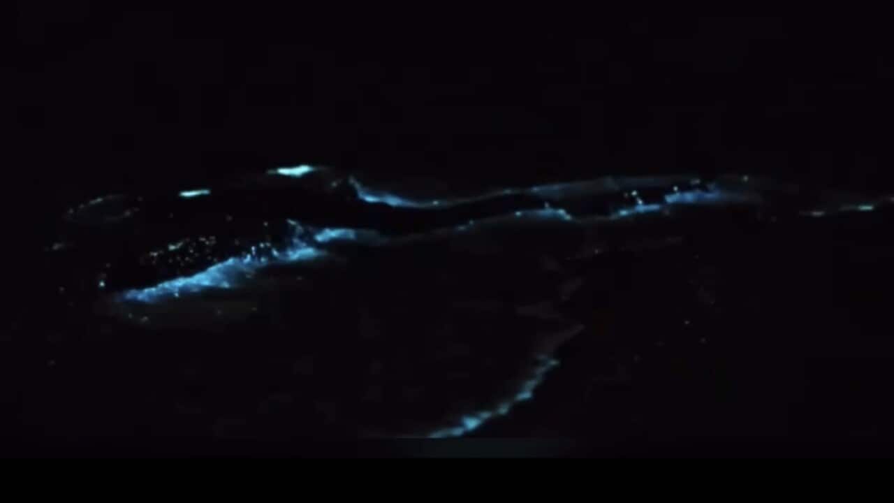 Noctiluca scintillans
