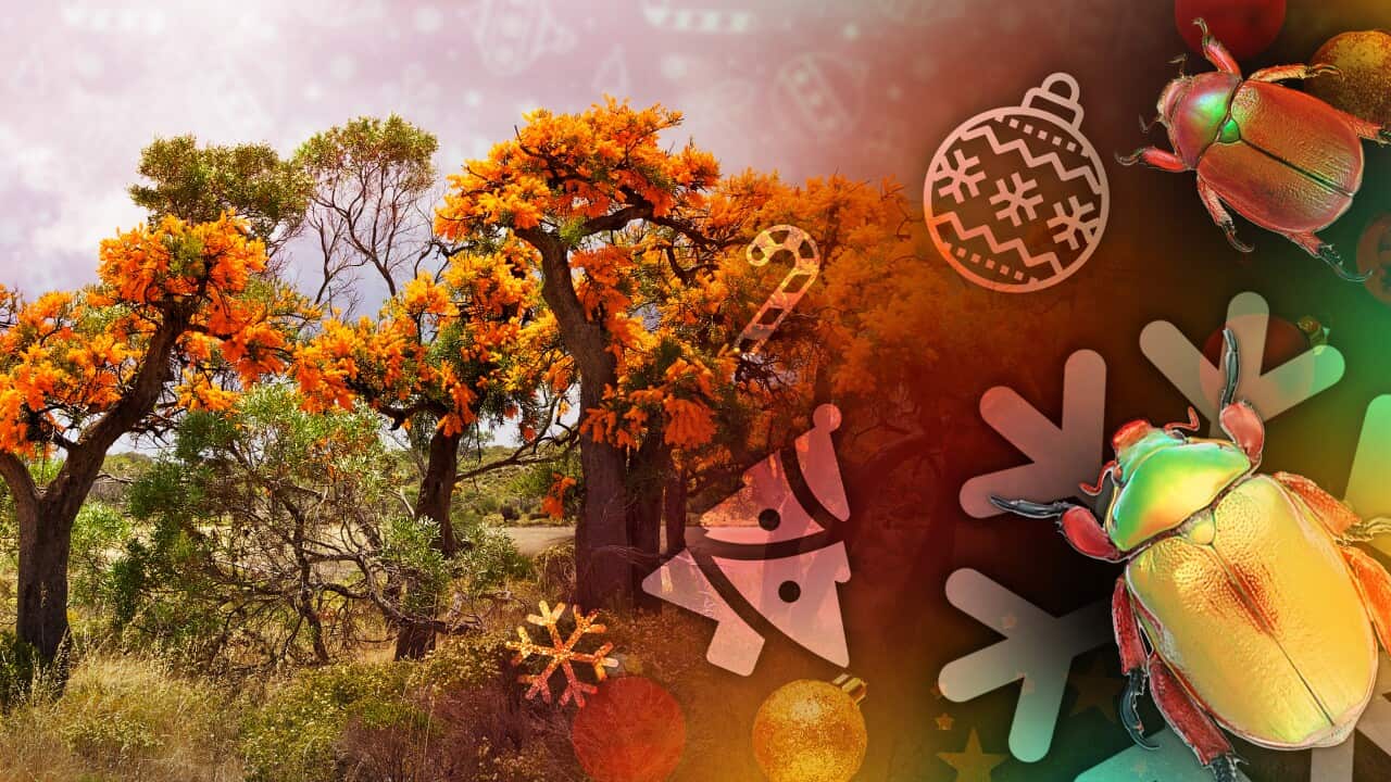 Composite image of Moodjar trees, Christmas beetles, and Christmas ornaments