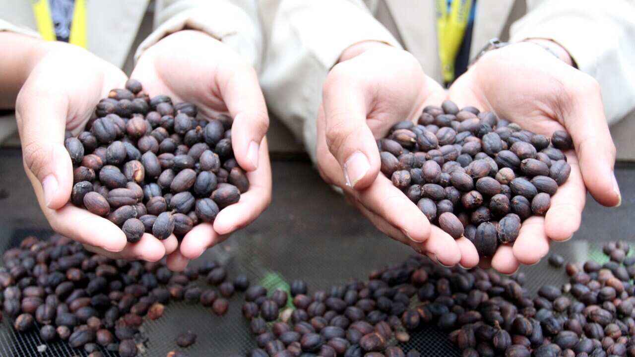 印尼咖啡豆