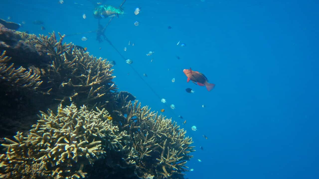 GREAT BARRIER REEF STOCK