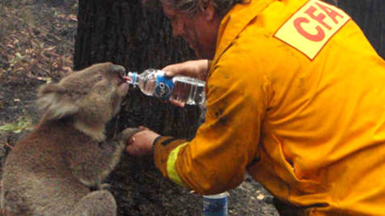 koala_thirsty_1102_L_aap_739687729