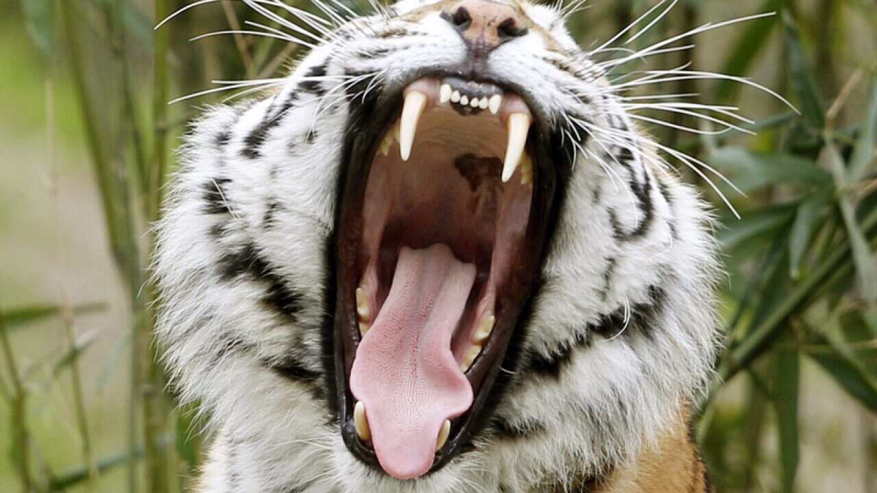 Siberian tiger