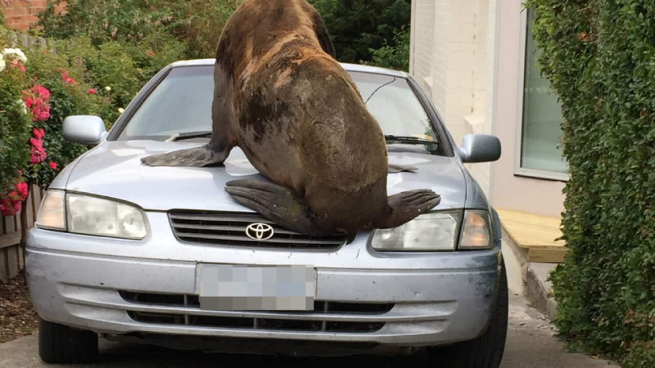 A loose seal wandering in Newstead, Tasmania